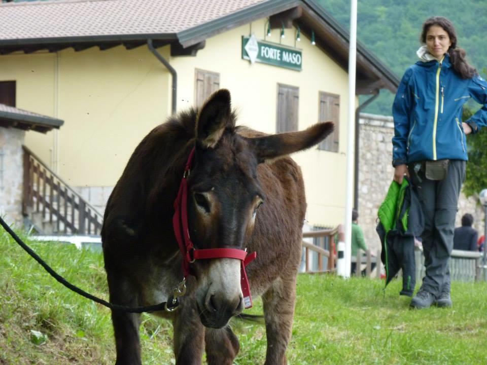 B&B Casabasoti Valli del Pasubio Luaran gambar